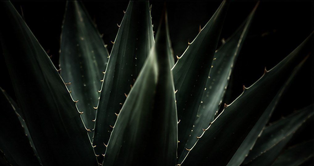 Pencas de agave espadín a contraluz sobre fondo negro