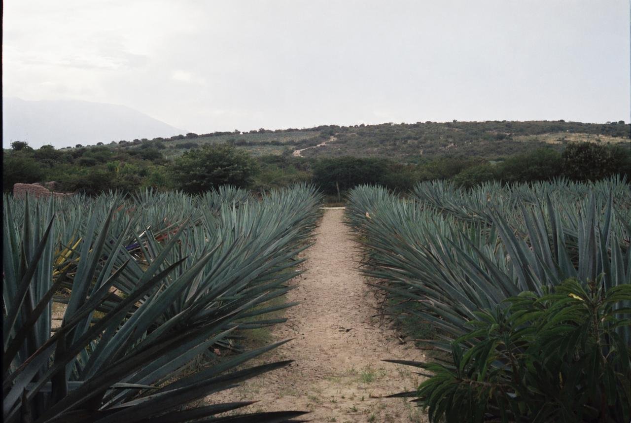 Camino de tierra entre dos hileras de agaves espadín, con el cerro al fondo bajo la primera luz del día