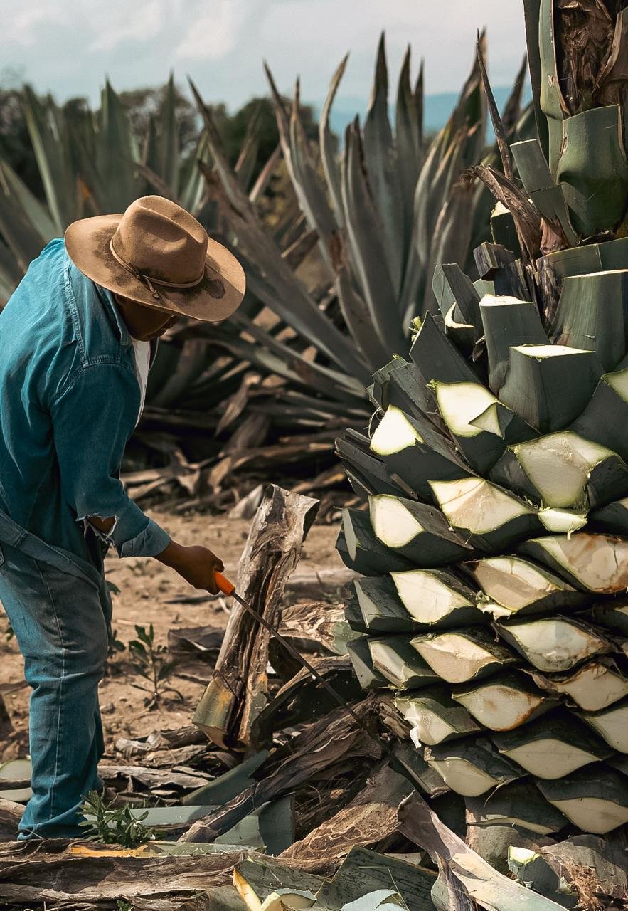 Un jimador de camisa azul y sombrero limpia una piña de agave recién jimada, en medio del campo