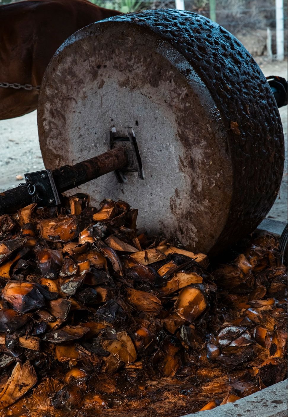 La piedra de la tahona sobre las piñas de agave cocidas, con la fibra abriéndose bajo su peso