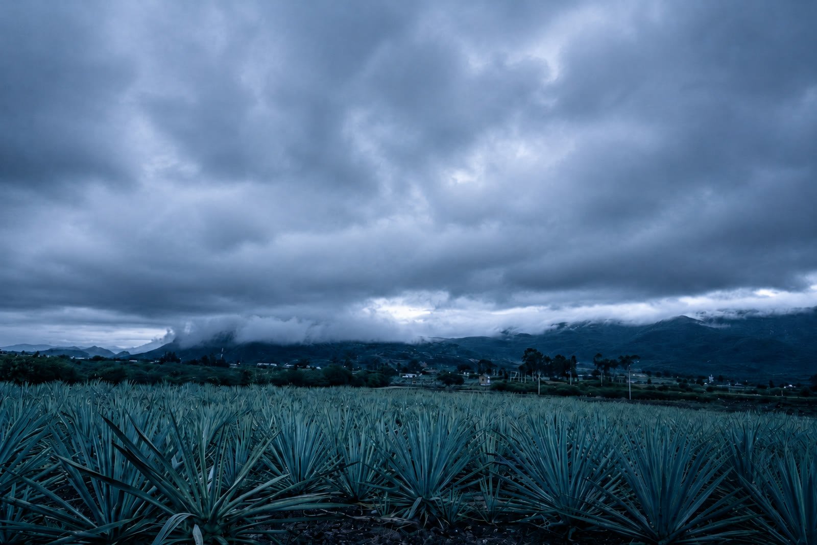 Campo de agaves espadín en Santiago Matatlán bajo un cielo de tormenta, con las montañas al fondo