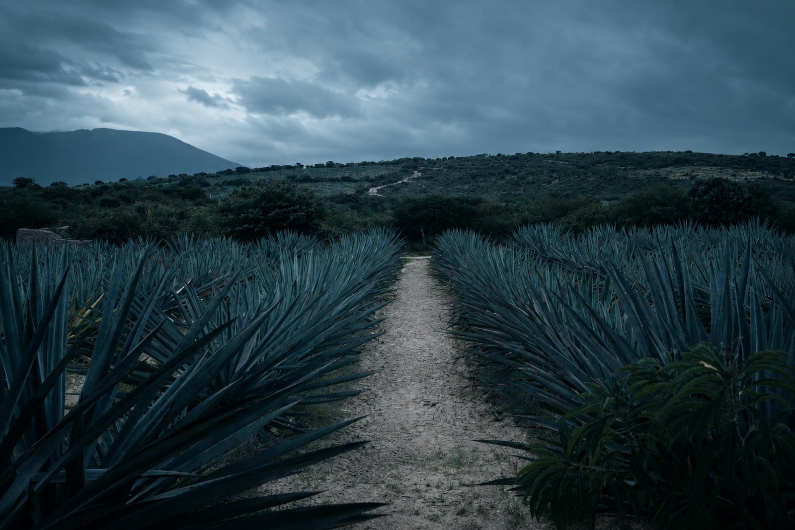 Un camino de tierra entre dos hileras de agaves, con el cerro y el cielo nublado al fondo